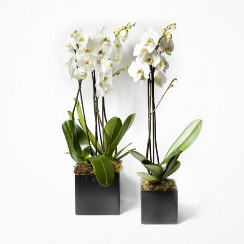 Orchidea multiflora in vaso di Maria Luisa Rocchi Flowers. Ordina online 